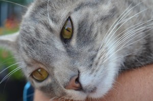 Cat, Photo by Meagan Doll